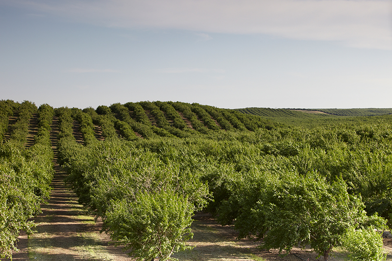 Scenic almond orchard