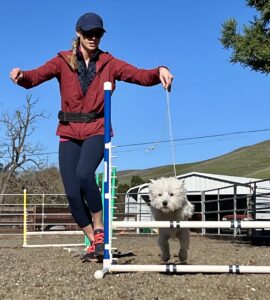 Westie going over jump at agility course